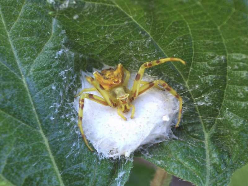 Thomisus onustus